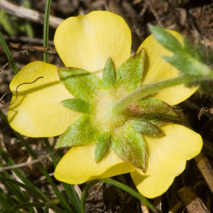 Photographie n°54501 du taxon Potentilla heptaphylla subsp. fagineicola (Lamotte) P.Fourn. [1936]