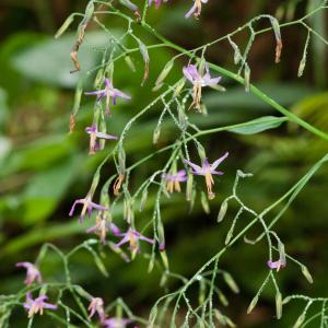 Photographie n°54507 du taxon Prenanthes purpurea L. [1753]