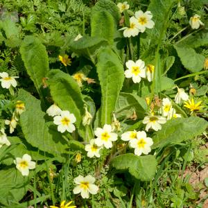 Photographie n°54508 du taxon Primula vulgaris subsp. vulgaris