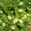  Jean-Jacques Houdré - Primula vulgaris subsp. vulgaris