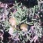  Genevieve Botti - Juniperus phoenicea L. [1753]