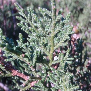 Photographie n°54515 du taxon Juniperus phoenicea L. [1753]