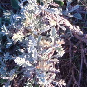 Photographie n°54522 du taxon Artemisia gallica Willd. [1803]