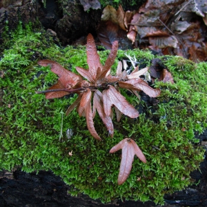 Photographie n°54542 du taxon Carpinus betulus L. [1753]