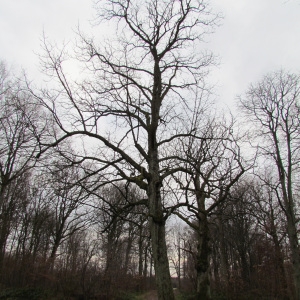 Photographie n°54545 du taxon Aesculus hippocastanum L. [1753]