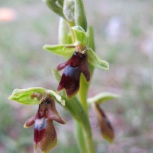 Photographie n°54550 du taxon Ophrys aymoninii (Breistr.) Buttler [1986]