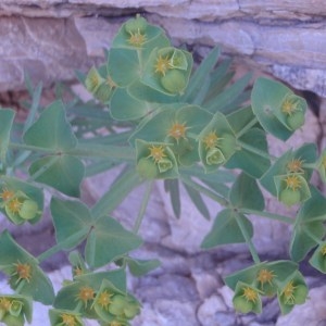 Photographie n°54557 du taxon Euphorbia linifolia L. [1759]
