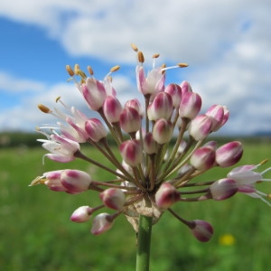 Allium suaveolens Jacq. (Ail odorant)