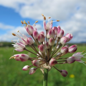  - Allium suaveolens Jacq. [1789]