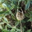  Florent Beck - Silene vulgaris subsp. maritima (With.) Á.Löve & D.Löve [1961]