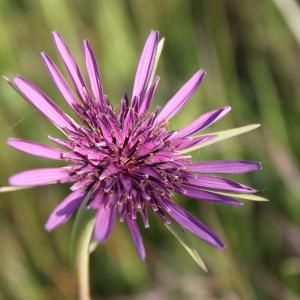 Photographie n°54576 du taxon Tragopogon porrifolius L. [1753]