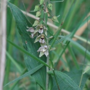 Photographie n°54589 du taxon Epipactis helleborine (L.) Crantz [1769]