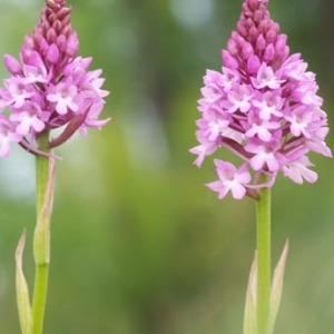 Photographie n°54592 du taxon Orchis pyramidalis L. [1753]