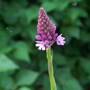 Photographie n°54594 du taxon Orchis pyramidalis L. [1753]