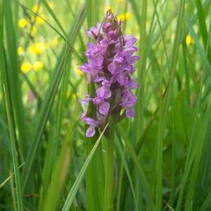 Photographie n°54604 du taxon Orchis incarnata L. [1755]