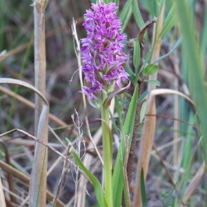 Photographie n°54605 du taxon Orchis incarnata L. [1755]