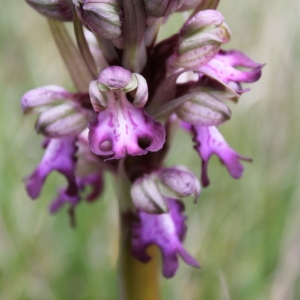 Photographie n°54606 du taxon Himantoglossum robertianum (Loisel.) P.Delforge [1999]