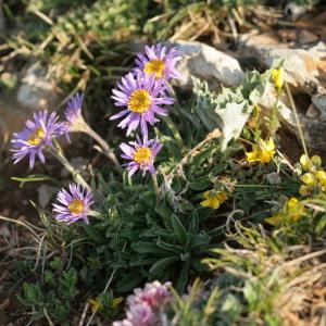 Photographie n°54610 du taxon Aster alpinus subsp. cebennensis (Braun-Blanq.) Braun-Blanq. [1952]