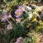  David SAUTET - Aster alpinus subsp. cebennensis (Braun-Blanq.) Braun-Blanq. [1952]