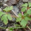  Bertrand BUI - Geranium robertianum subsp. purpureum (Vill.) Nyman [1878]