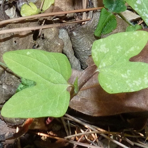 Photographie n°54619 du taxon Ipomoea L.