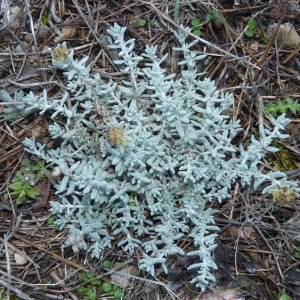 Photographie n°54623 du taxon Teucrium polium L. [1753]