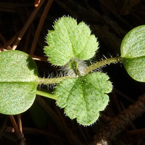 Photographie n°54625 du taxon Veronica cymbalaria Bodard [1798]