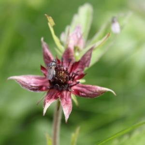 Photographie n°54630 du taxon Potentilla palustris (L.) Scop. [1771]