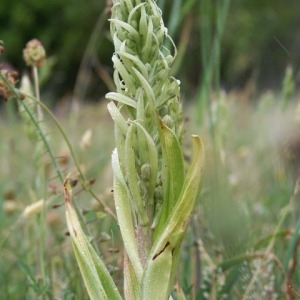 Photographie n°54632 du taxon Himantoglossum hircinum (L.) Spreng. [1826]