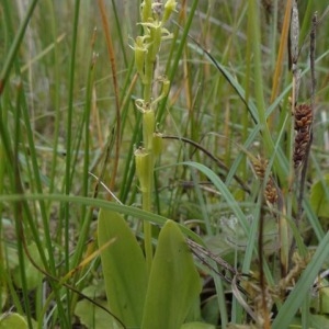 Ophrys latifolia L. (Liparis)