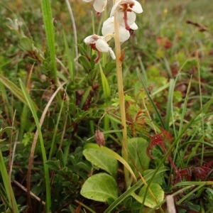  - Pyrola maritima Kenyon [1847]