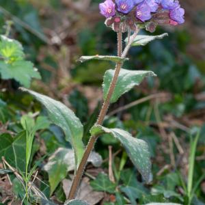 Photographie n°54643 du taxon Pulmonaria longifolia (Bastard) Boreau [1857]