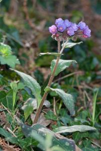 Jean-Jacques Houdré, le 31 mars 2009 (Saint-Étienne (Saint-Victor-sur-Loire))
