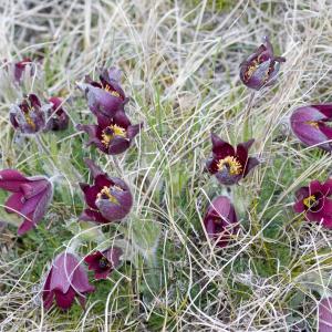 Photographie n°54649 du taxon Anemone rubra Lam.