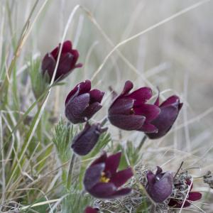 Photographie n°54650 du taxon Anemone rubra Lam.