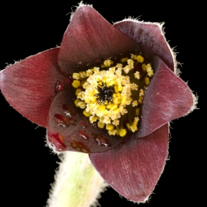 Pulsatilla vulgaris subsp. rubra (Lam.) J.M.Tison (Pulsatille rouge)