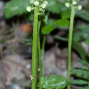 Photographie n°54653 du taxon Pyrola minor L. [1753]