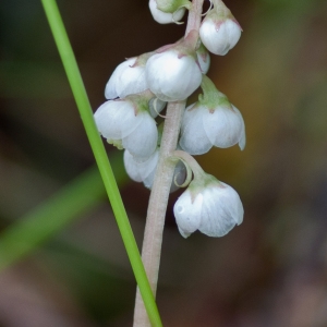 Photographie n°54654 du taxon Pyrola minor L. [1753]