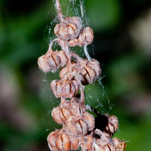 Photographie n°54655 du taxon Pyrola minor L. [1753]