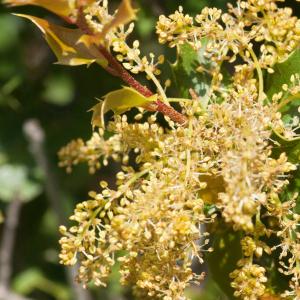 Quercus coccifera subsp. kryptocarpa Svent. & Marcet (Chêne des garrigues)