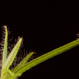 Photographie n°54663 du taxon Ranunculus bulbosus L. [1753]