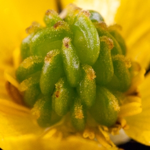 Photographie n°54664 du taxon Ranunculus bulbosus L. [1753]