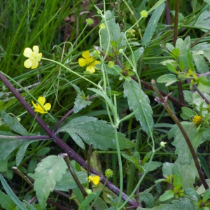 Photographie n°54666 du taxon Ranunculus flammula L. [1753]