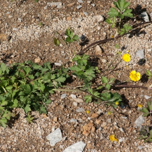 Photographie n°54667 du taxon Ranunculus repens L. [1753]