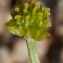  Jean-Jacques Houdré - Ranunculus repens L. [1753]