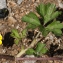  Jean-Jacques Houdré - Ranunculus repens L. [1753]