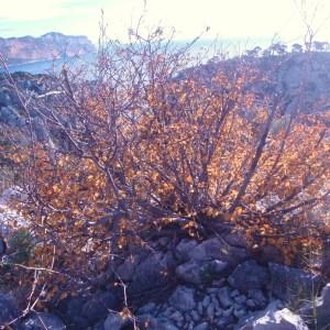 Photographie n°54698 du taxon Amelanchier ovalis Medik. [1793]