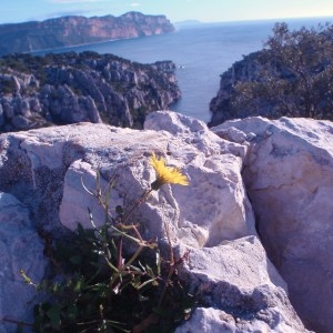 Photographie n°54699 du taxon Sonchus tenerrimus L. [1753]