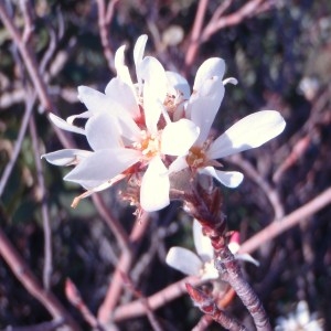 Photographie n°54705 du taxon Amelanchier ovalis Medik. [1793]