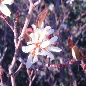 Photographie n°54706 du taxon Amelanchier ovalis Medik. [1793]